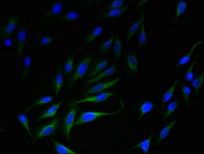 SLC35F5 antibody