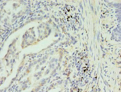 SLC35F5 antibody