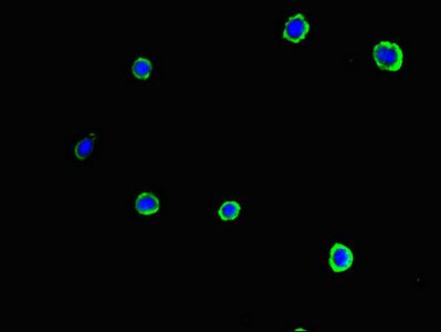 SLC37A1 Antibody
