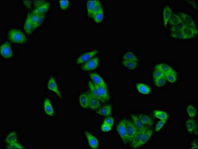 SLC37A2 Antibody
