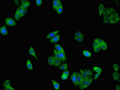 SLC37A2 Antibody