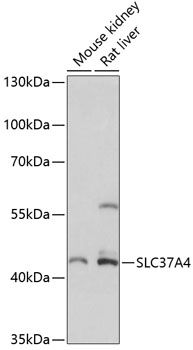 SLC37A4 antibody