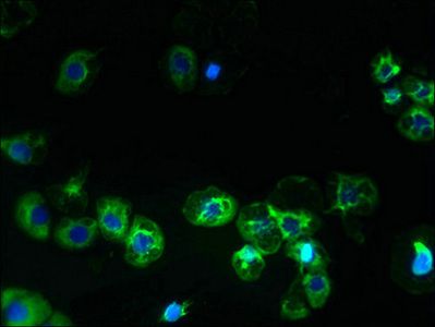 SLC38A2 antibody