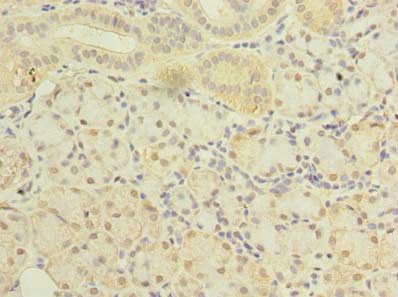 SLC38A2 antibody