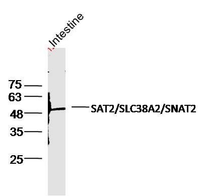 SLC38A2 antibody