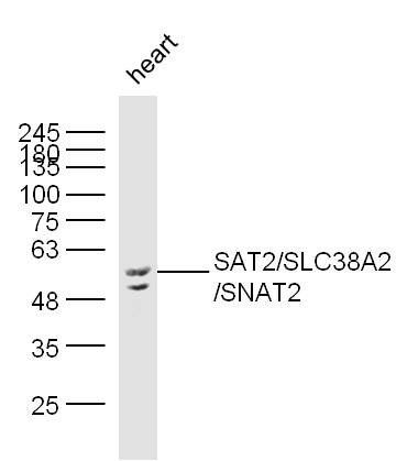 SLC38A2 antibody