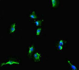 SLC38A9 Antibody