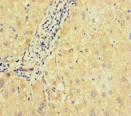 SLC38A9 Antibody