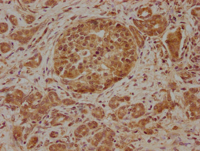 SLC39A10 antibody