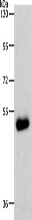 SLC39A6 antibody