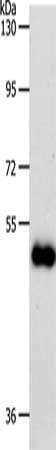 SLC39A6 antibody