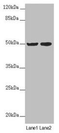 SLC39A7 antibody