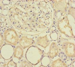 SLC39A7 antibody