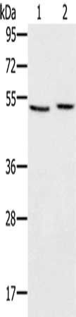 SLC39A7 antibody