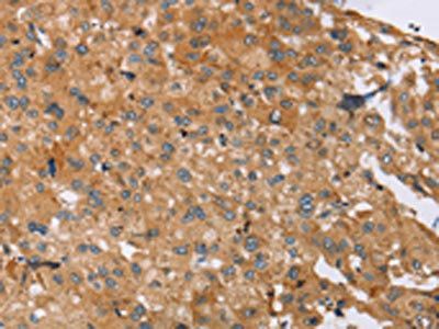 SLC39A7 Antibody