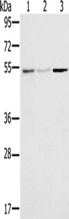 SLC39A7 antibody