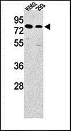 SLC3A1 antibody