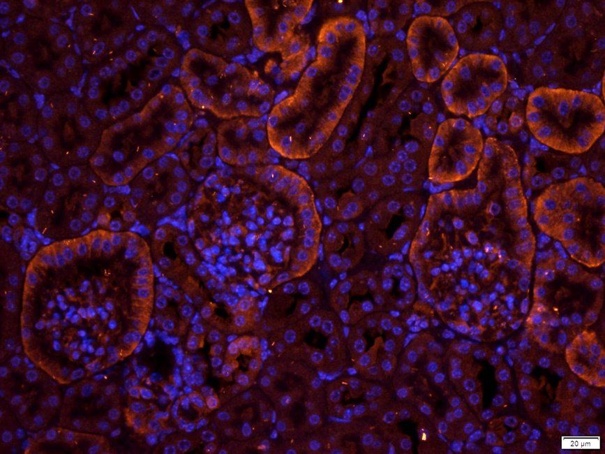 SLC3A2 antibody