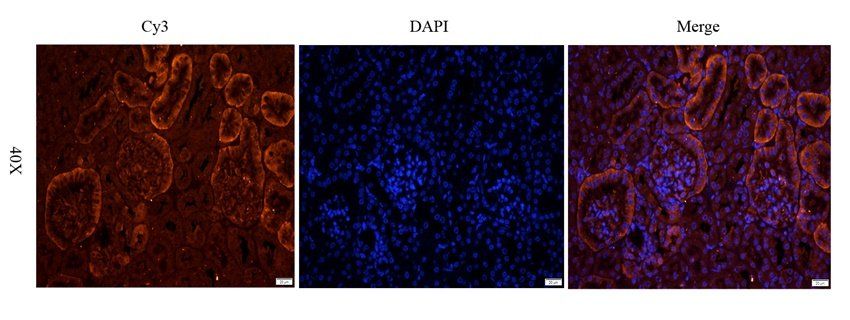 SLC3A2 antibody