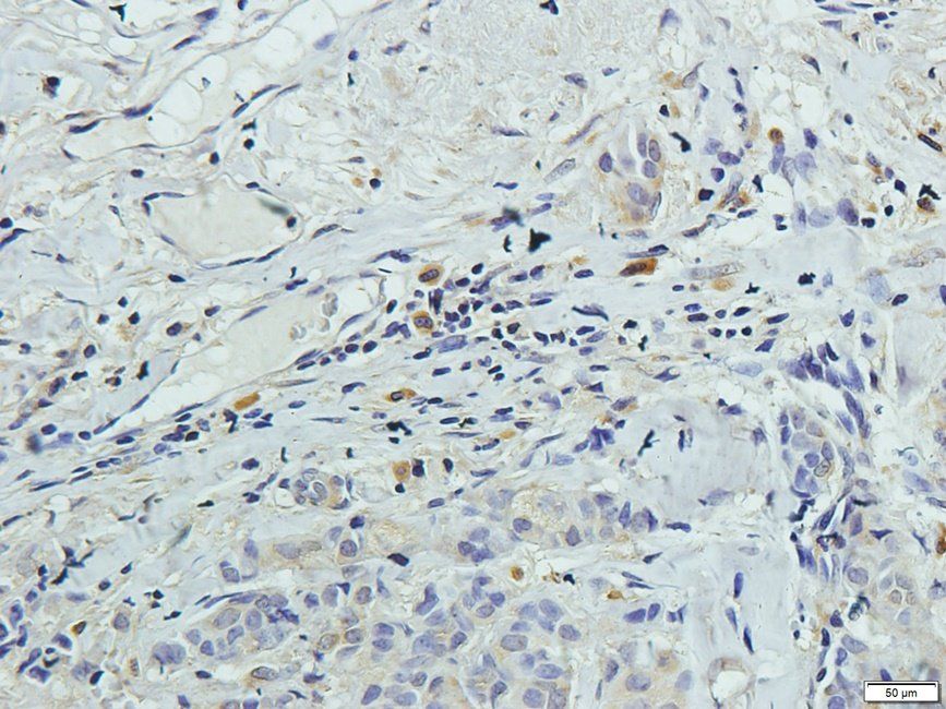 SLC3A2 antibody