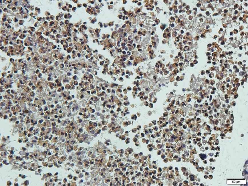 SLC3A2 antibody