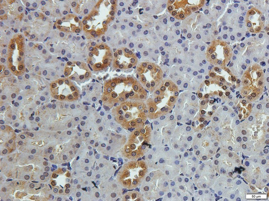 SLC3A2 antibody