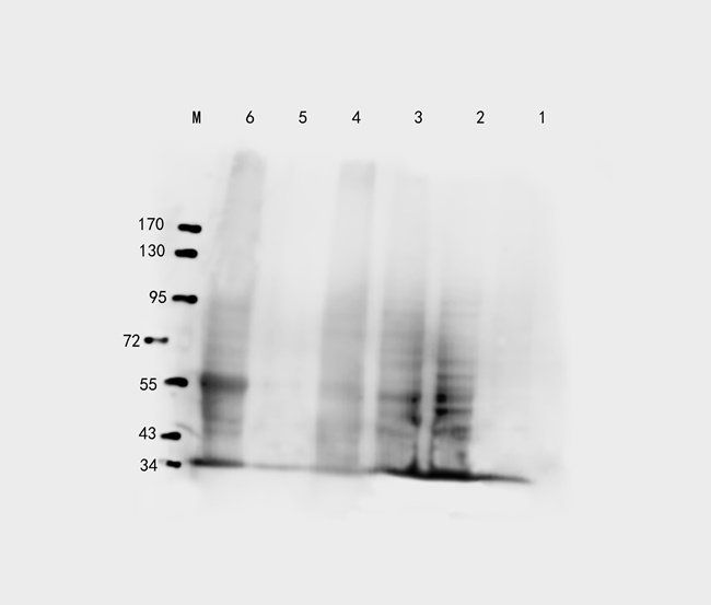 SLC3A2 antibody