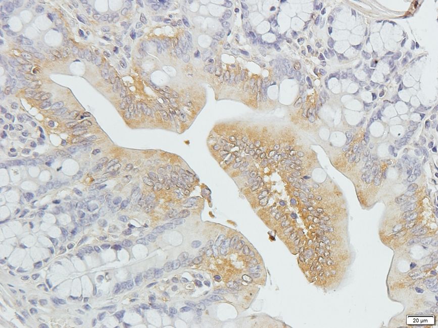 SLC40A1 antibody