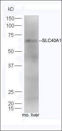 SLC40A1 antibody