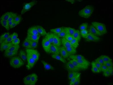 SLC41A1 Antibody
