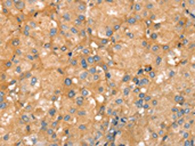 SLC41A2 Antibody