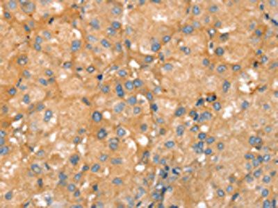 SLC41A2 antibody