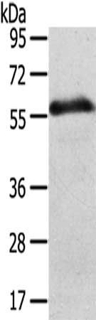 SLC43A2 antibody