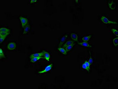 SLC51A antibody