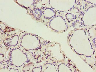 SLC52A1 Antibody