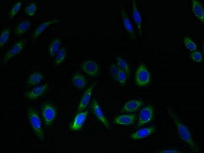 SLC52A2 antibody