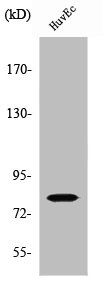 SLC5A3 Antibody