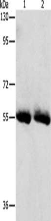 SLC5A5 Antibody