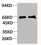 SLC6A1 antibody