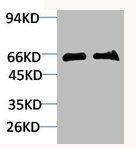 SLC6A1 Antibody
