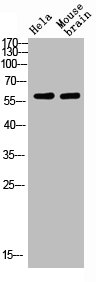 SLC6A1 Antibody
