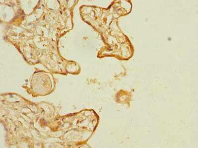 SLC6A16 antibody