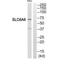 SLC6A6 antibody