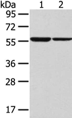 SLC7A11 Antibody