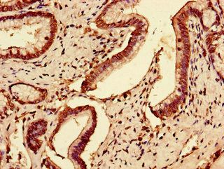 SLC7A7 Antibody