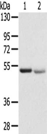 SLC8B1 antibody