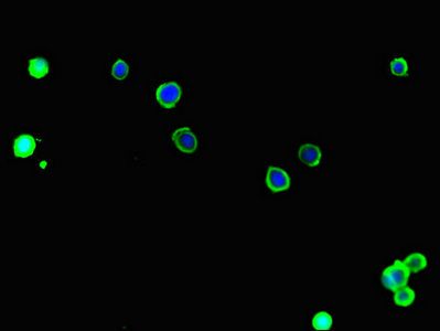 SLC9A1 Antibody