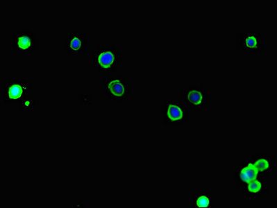 SLC9A1 antibody