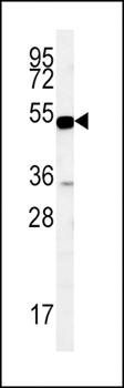 SLC9A3R1 antibody