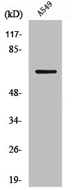 SLC9A9 antibody